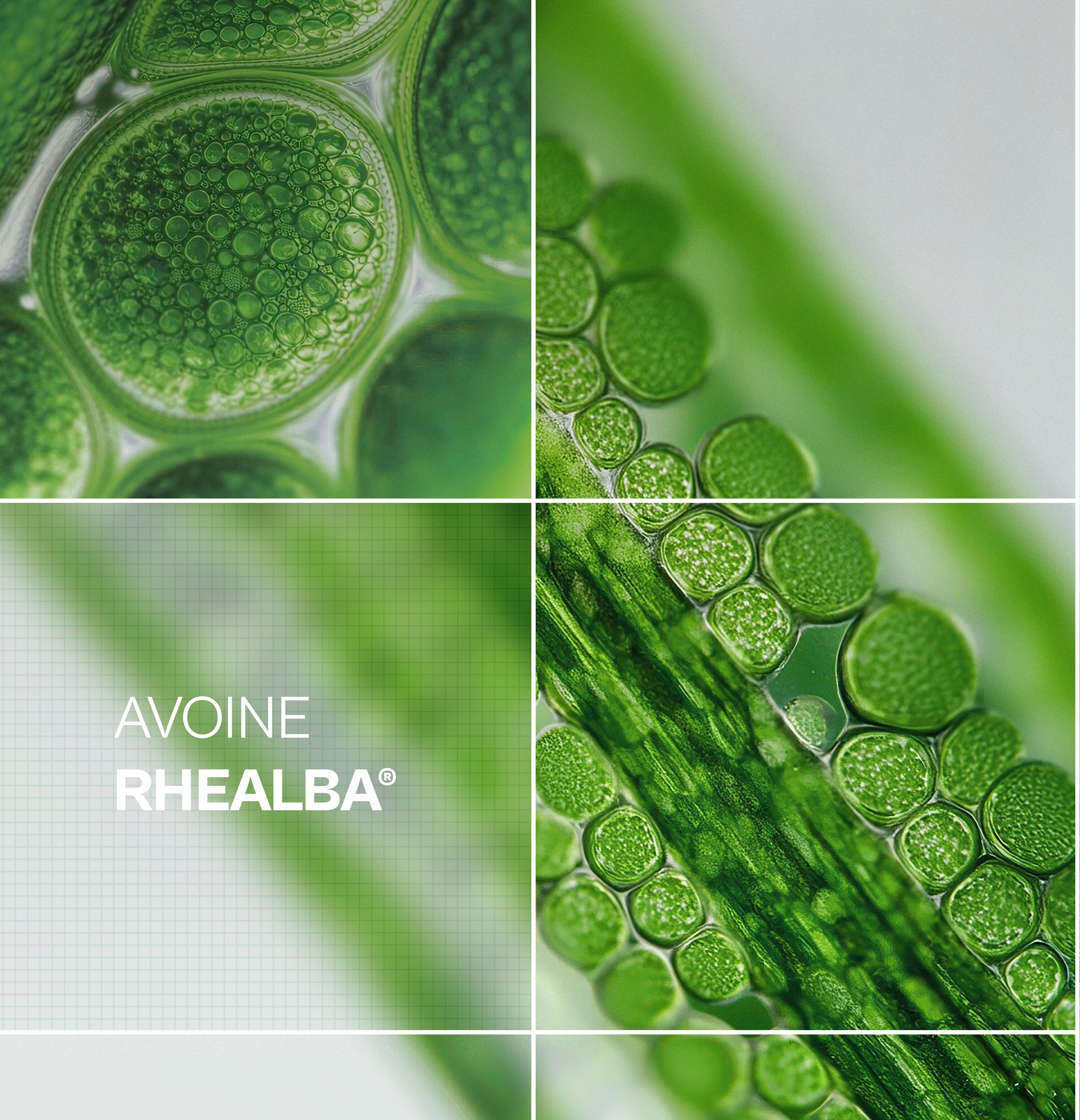 AD_RHEALBA-OAT_ACTIVE-INGREDIENT_2026 NEW PLATFORM_GIRD_FR_02-2026